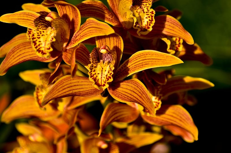 Ghost Orchid