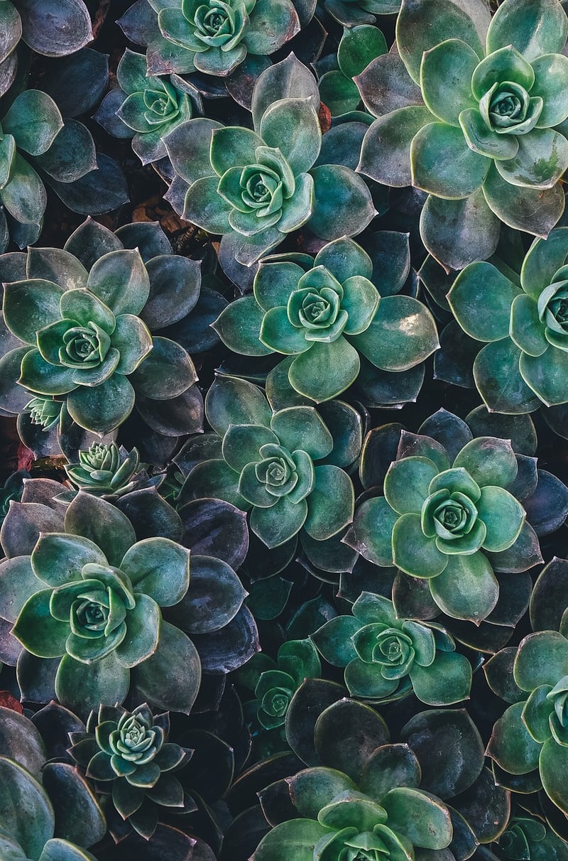 Ghost Plant